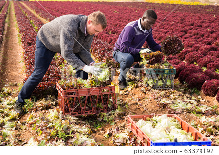Farmers harvesting red leaf lettuce Farmers harvesting red leaf lettuce 63379192