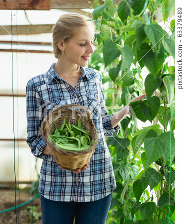Positive girl gardener selecting fresh harvest of soybeans to basket Positive girl gardener selecting fresh harvest of soybeans to basket 63379489