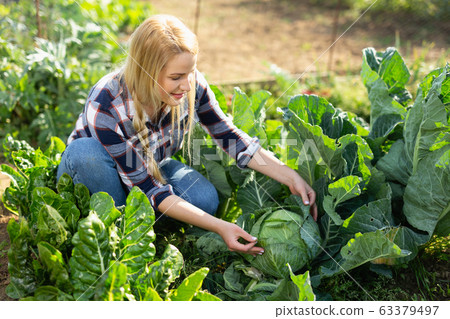 Woman harvesting fresh cabbage Woman harvesting fresh cabbage 63379497