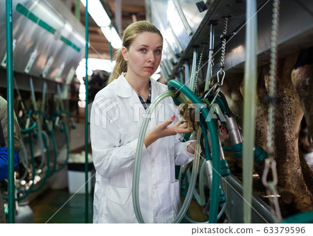 Woman working at milking line Woman working at milking line 63379596