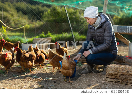 Female farmer feeding chickens 63380468
