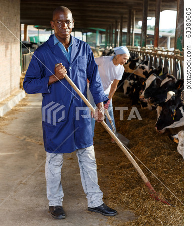 Man farmer with shovel standing near cow and woman working on background Man farmer with shovel standing near cow and woman working on background 63380605