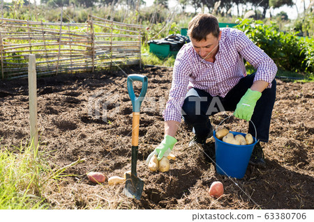 Gardener harvesting potatoes from the garden Gardener harvesting potatoes from the garden 63380706