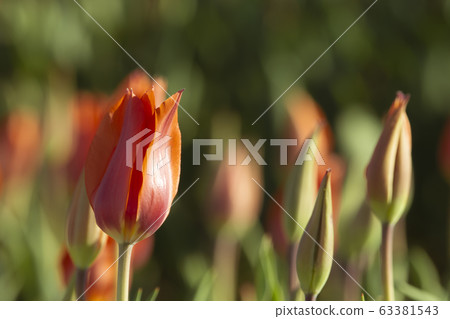 Tulip Tulip 63381543