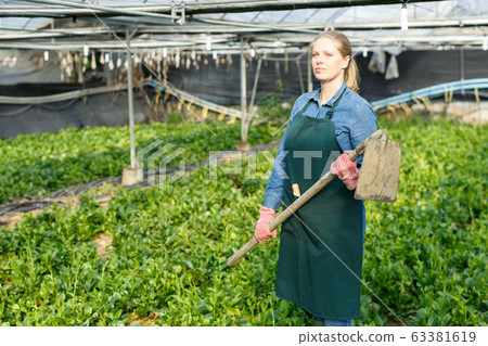 Female horticulturist with mattock working with creeping spinach in hothouse 63381619
