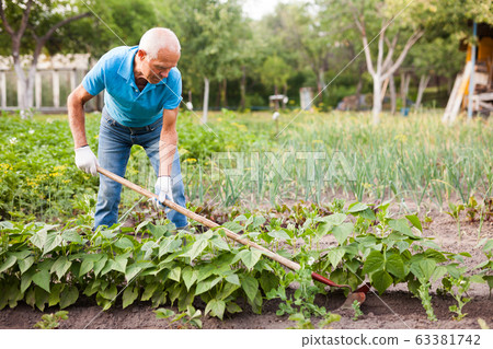 Farmer weeds potatoes with a hoe in the garden 63381742
