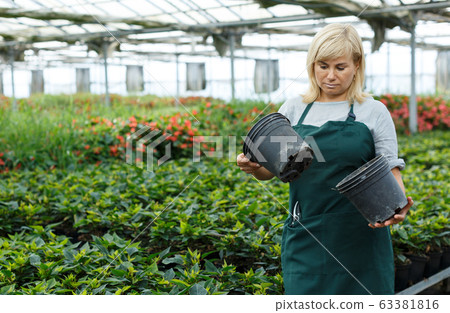 Female gardener holding pots while gardening with euphorbia pulcherrima 63381816