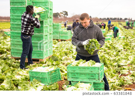 Man gardener working with crates with harvest lettuce Man gardener working with crates with harvest lettuce 63381848