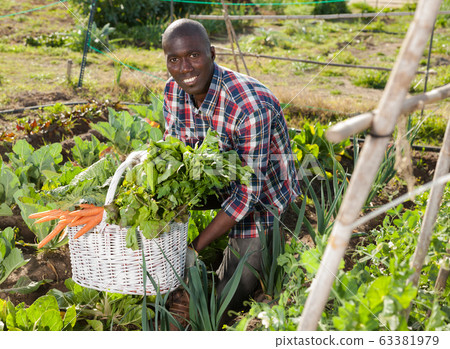 African gardener with harvest 63381979
