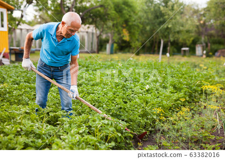 Farmer weeds potatoes with a hoe in the garden 63382016