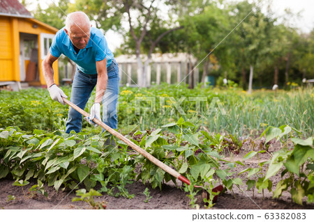 Farmer weeds potatoes with a hoe in the garden 63382083