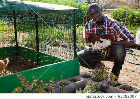 Man taking care of hen Man taking care of hen 63382097
