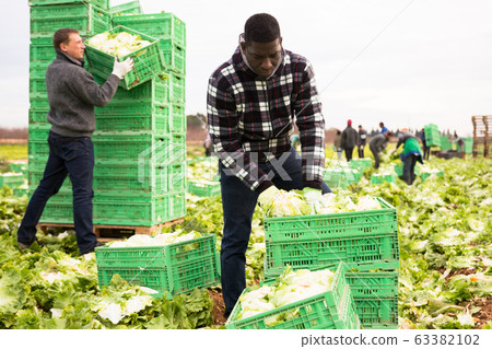 African american man working with crates of lettuce 63382102
