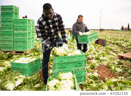 African american man working with crates of lettuce 63382150
