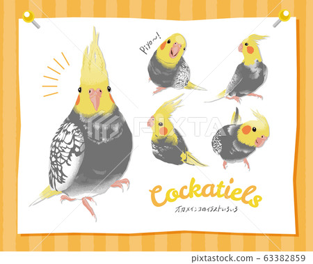 Cockatiels in various ways Cockatiels in various ways 63382859