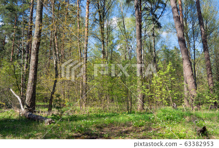Bosk, beautiful wild forest at sunny day. Vibrant green color after rain. 63382953
