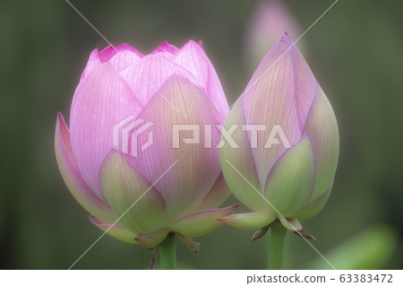 Ancient lotus Ancient lotus 63383472