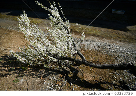 Fallen plum tree 63383729