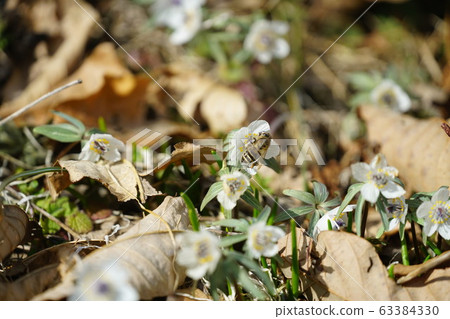 Two horned honeybees sucking honey from Seto 63384330