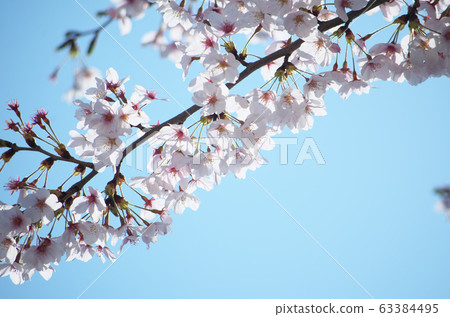 Sakura 02 Sakura 02 63384495