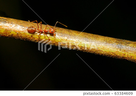 Close up red ant on stick tree in nature at Close up red ant on stick tree in nature at 63384609