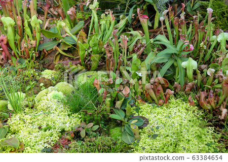 Close up the  Nepenthes plant in asia garden at 63384654