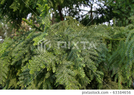 Green mini leaf tone in natue for background Green mini leaf tone in natue for background 63384656