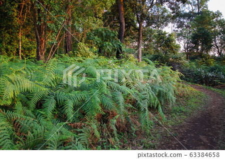 the walkway in forest fern at thailand the walkway in forest fern at thailand 63384658