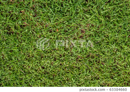 The green grass background for texture nature The green grass background for texture nature 63384660