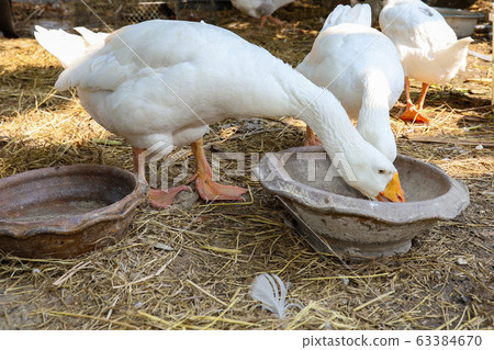 White goose eatting food in garden at thailand White goose eatting food in garden at thailand 63384670