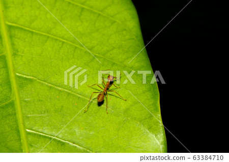 Close up red ant on green leaf in nature at Close up red ant on green leaf in nature at 63384710