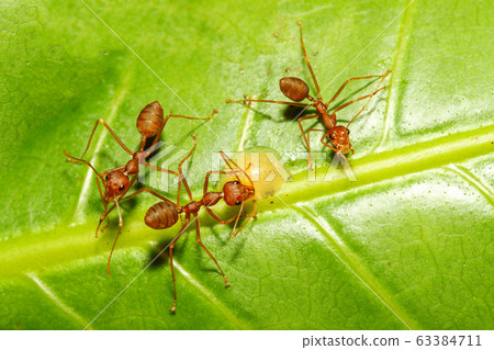 Close up red ant on green leaf in nature at Close up red ant on green leaf in nature at 63384711