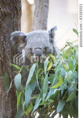 Koala 63385023
