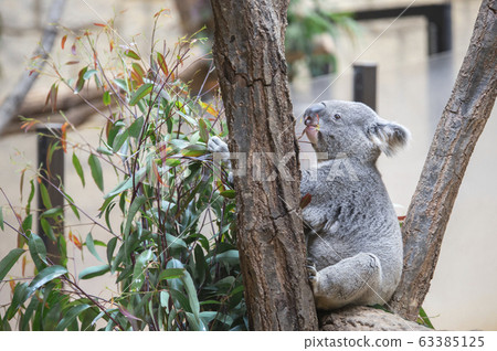 [Koala] Koala eating eucalyptus leaves 63385125