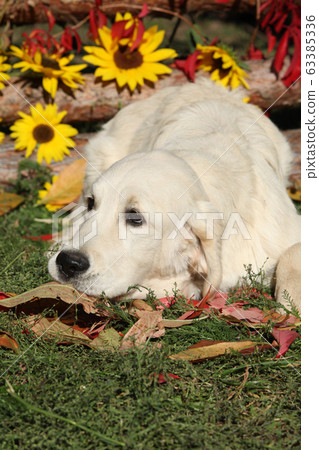 Nice Golden retriever in Autumn Nice Golden retriever in Autumn 63385336