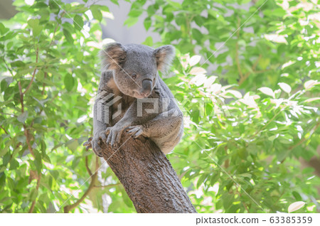Koala (natural green background covered with green leaves) 63385359