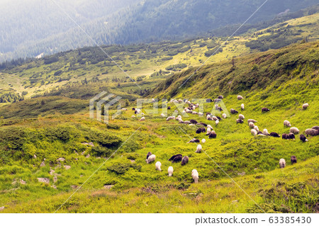 Sheep graze in the mountains. Traditional economy Highlanders 63385430