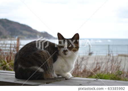 石川縣輪島市海邊的一隻貓 63385992