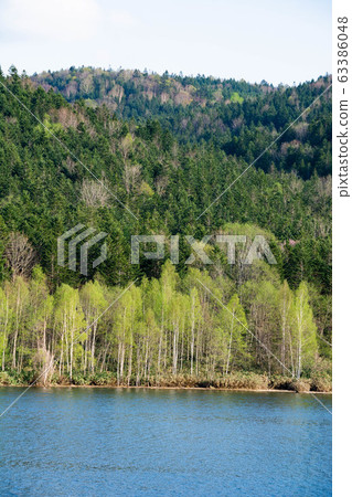 Fresh green forest and lake Fresh green forest and lake 63386048
