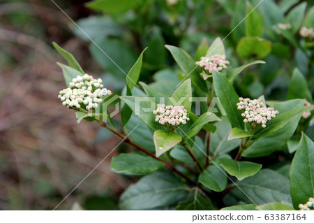 Bivernam Tinus Gwen Lian Bivernam Tinus Gwen Lian 63387164