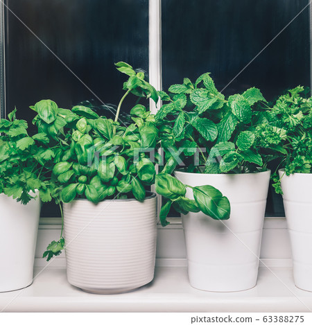 Basil. mint, parsley, coriander 63388275