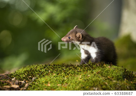 Little beech marten cub looking aside on green moss in forest 63388687
