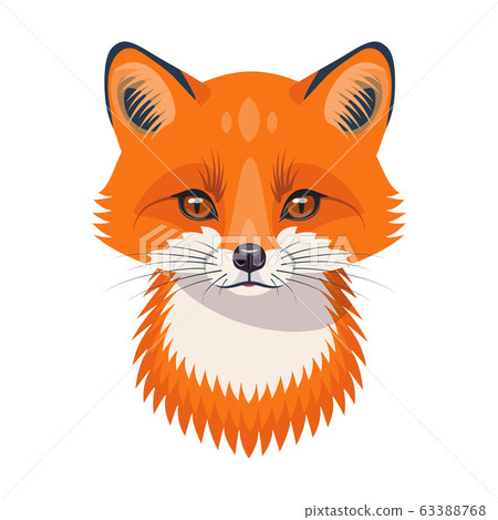 Funny Red Fox Portrait on White 63388768