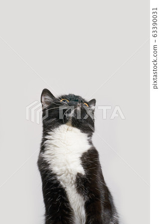 Black and white cat staring up. Grey background 63390031