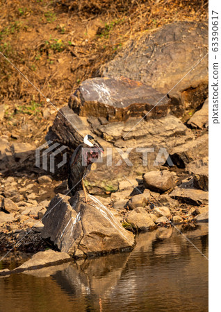 woolly necked stork or whitenecked stork perched on rock which is submerged in water body at ranthambore national park, rajasthan, india - ciconia episcopus woolly necked stork or whitenecked stork perched on rock which is submerged in water body at ranthambore national park, rajasthan, india - ciconia episcopus 63390617
