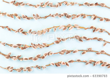 Easter pattern of willow catkins branches on blue 63390783