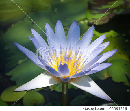 Beautiful lotus flower, lily water 63391216