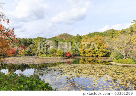 Kyoto / Autumn / Ryoanji Temple 63391299