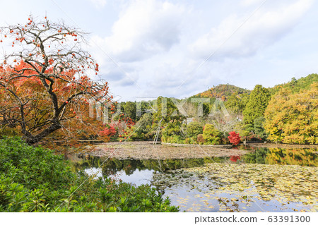 Kyoto / Autumn / Ryoanji Temple 63391300
