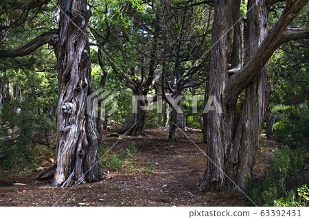 Glade in the old juniper forest 63392431